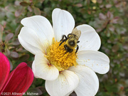 16th Oct 2021 - Busy Pollinator
