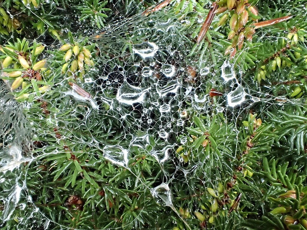 Rain Soaked Spider Web by mitchell304