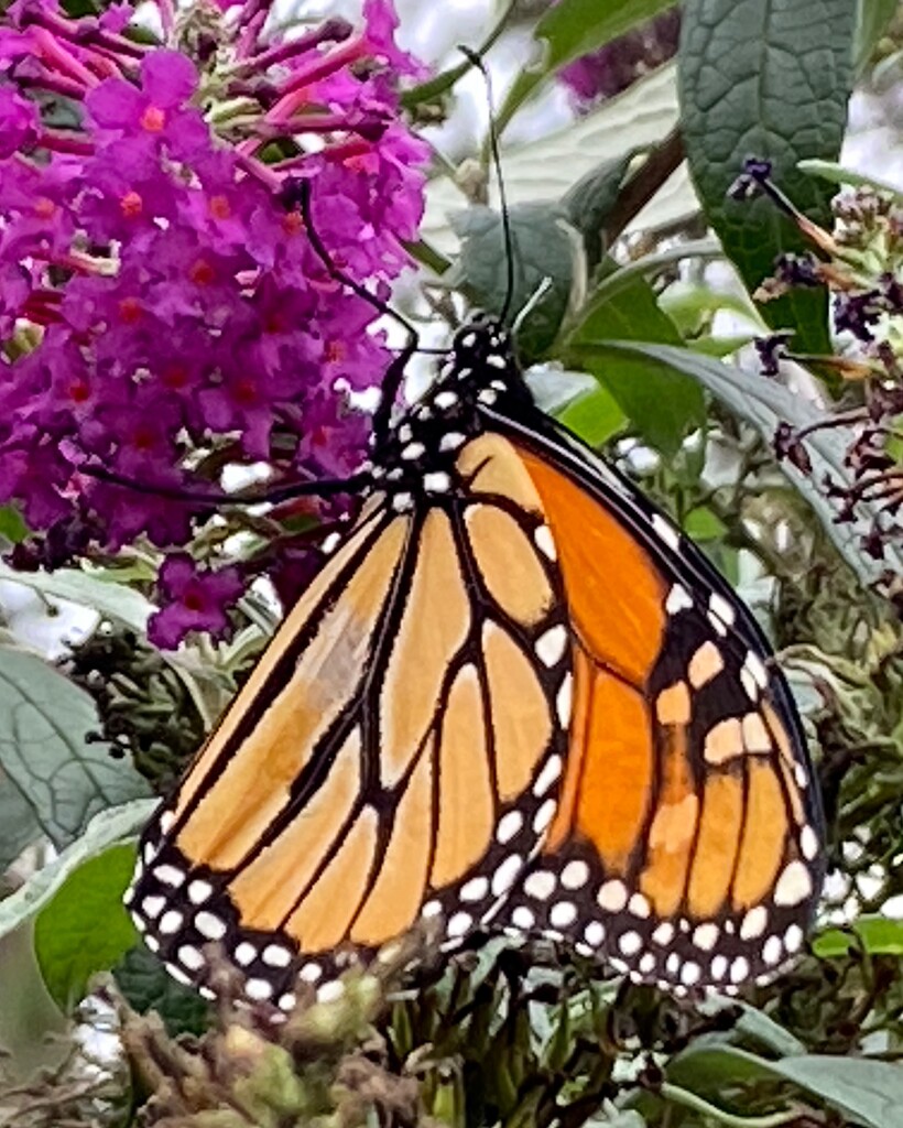 The monarchs are still around. by njmom3