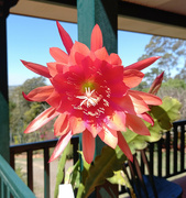 16th Oct 2021 - Orang and pink Epiphyllum flower