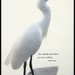 egret by madamelucy