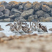 Pelicans-The Whole Gang is Here by nicoleweg