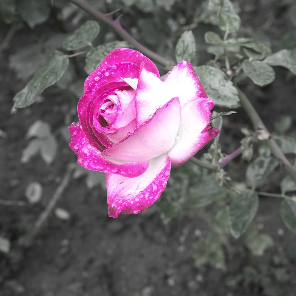 Late rose in the rain by monikozi