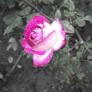 17th Oct 2021 - Late rose in the rain