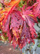 15th Oct 2021 - Fall Reds