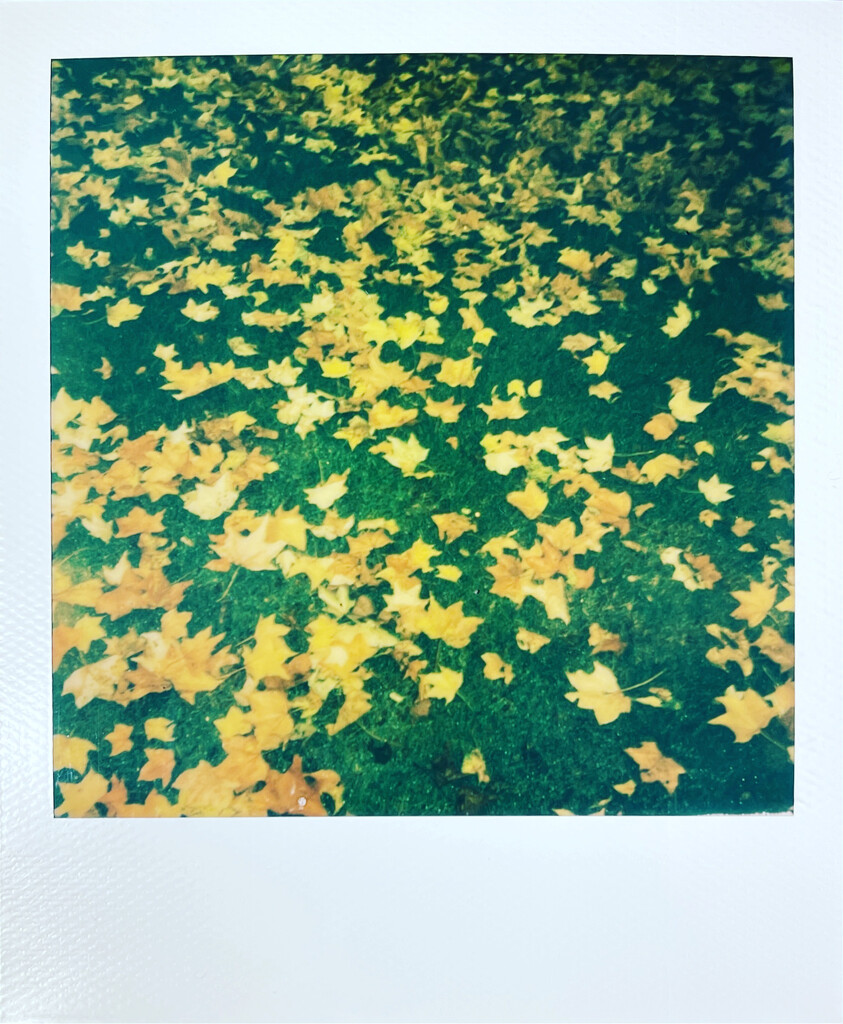 Autumn leaves by mattjcuk