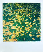 16th Oct 2021 - Autumn leaves