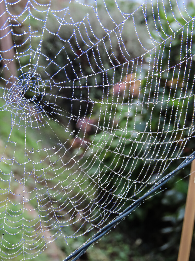 Dew Laden Cobweb by mumswaby