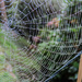 Dew Laden Cobweb by mumswaby