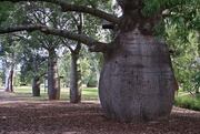 16th Oct 2021 - Queensland Bottle Tree - Roma