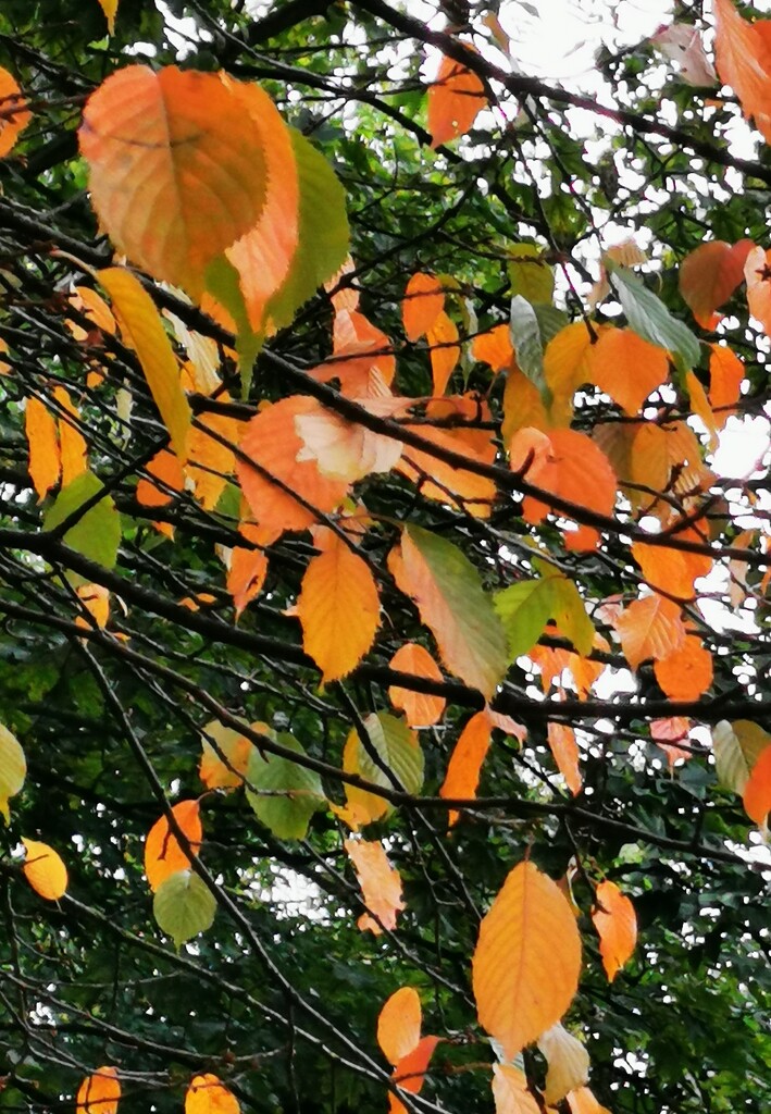 First signs of autumn by plainjaneandnononsense
