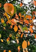 17th Oct 2021 - First signs of autumn