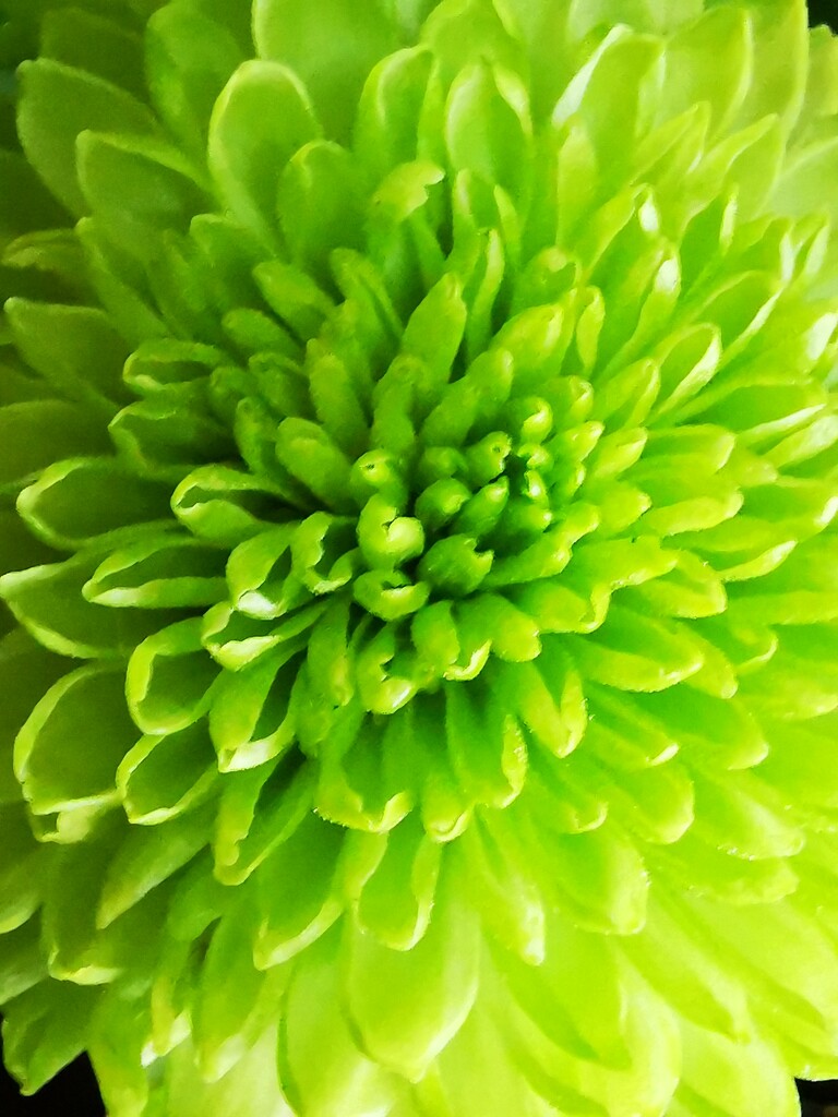 Green chrysanthemum by plainjaneandnononsense