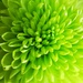 Green chrysanthemum by plainjaneandnononsense