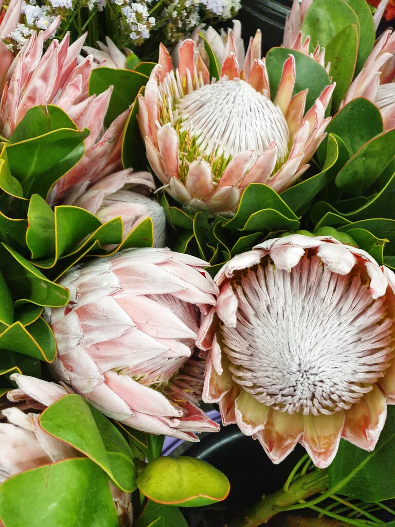 King protea by eleanor