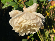 16th Oct 2021 - Rosa 'Crocus Rose'