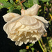 Rosa 'Crocus Rose' by 365projectmaxine