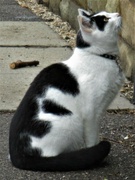 17th Oct 2021 - A neighbourhood cat listening to sparrows twittering in a hedge.