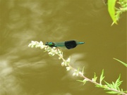 14th Aug 2021 -  Banded Demoiselle (male)