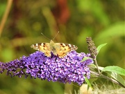 18th Aug 2021 -  Painted Lady 
