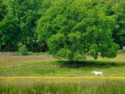 24th Jun 2008 - Horse in field