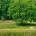 Horse in field by okvalle