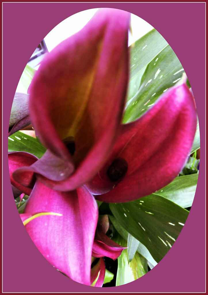 Calla lilies  by beryl