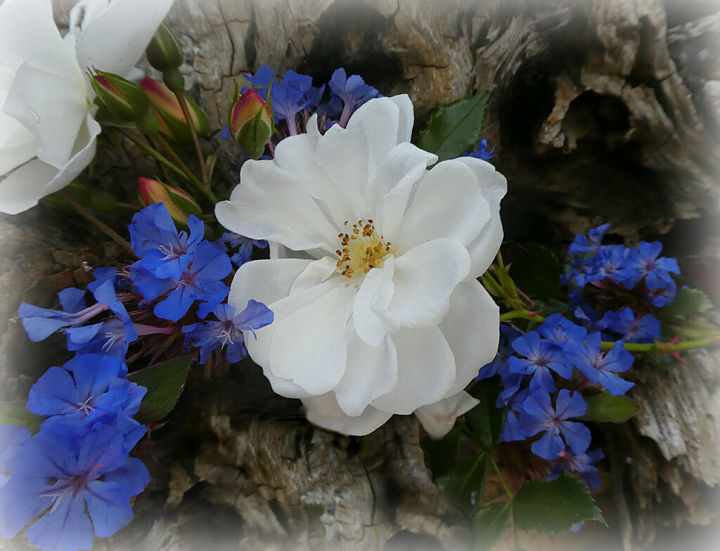 Plumbago and rose.  by wendyfrost