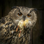 16th Oct 2021 - European Eagle Owl 