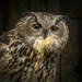 European Eagle Owl  by shepherdmanswife