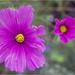 Cosmos flower by pcoulson