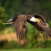 Bald Eagle fly by! by photographycrazy