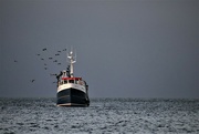 11th Oct 2021 - Fishing boats coming back to port on Skye