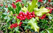 16th Oct 2021 - Autumn berries 16: Holly
