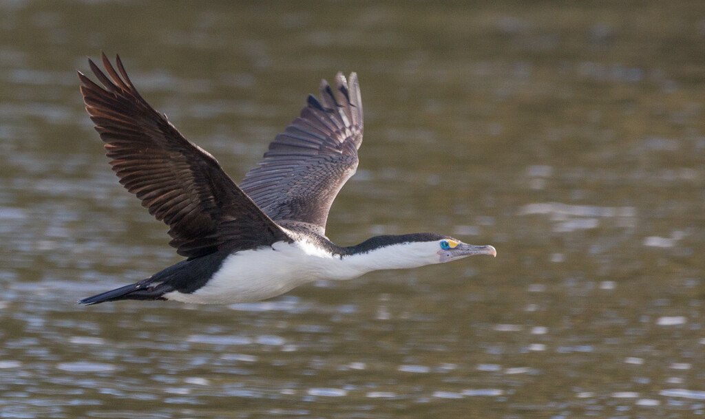Pied shag flew close by at Heritage Park by creative_shots