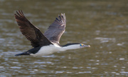 30th Sep 2021 - Pied shag flew close by at Heritage Park