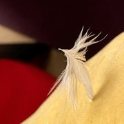 17th Oct 2021 - Feather freedom, finally...