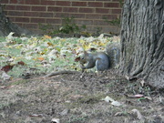 17th Oct 2021 - Squirrel Eating Nut