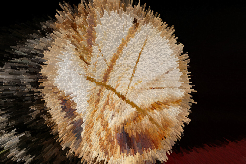 Abstract Cross section Ash tree by larrysphotos