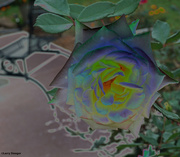 17th Oct 2021 - Rose of many colors