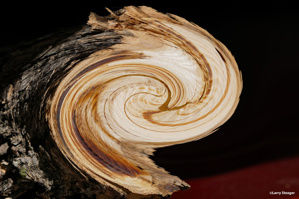 Cross section Ash tree with twirl by larrysphotos