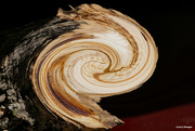 17th Oct 2021 - Cross section Ash tree with twirl