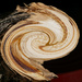 Cross section Ash tree with twirl by larrysphotos