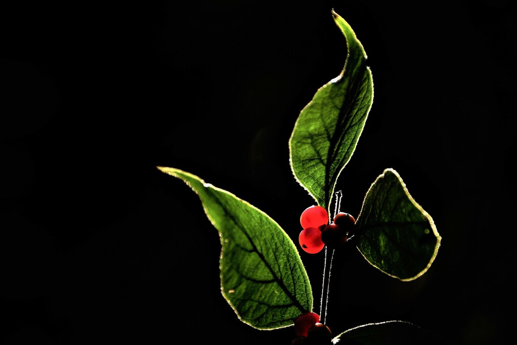 Red Berries by kareenking