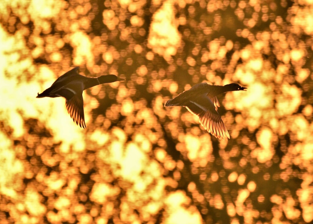 Mallards in Flight in the Golden Hour by kareenking