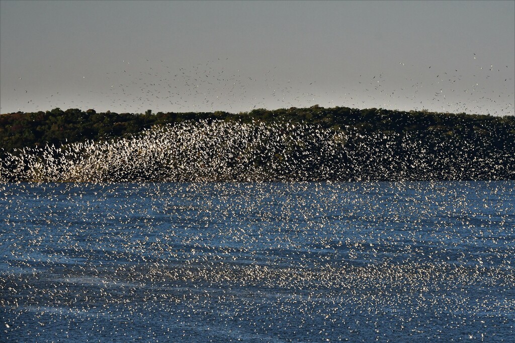 Thousands of Gulls by kareenking