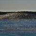 Thousands of Gulls by kareenking