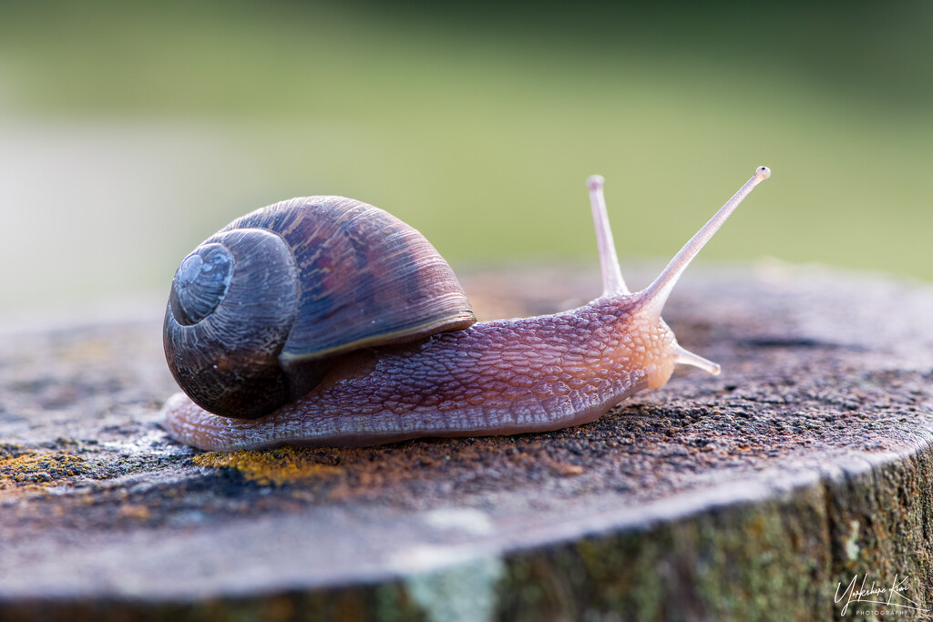 Snails Pace by yorkshirekiwi