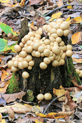 17th Oct 2021 - Stump Puffballs, Aptly Named
