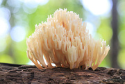 17th Oct 2021 - Little Coral Mushroom